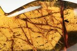 Polished Chiapas Amber ( g) - Mexico #193292-1